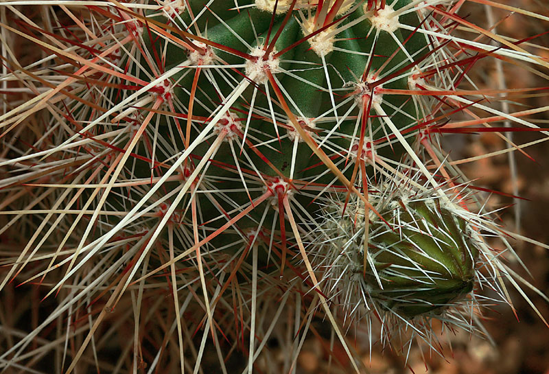 Echinocereus engelmannii 